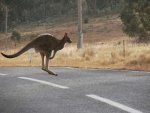 kangaroo-hop.jpg